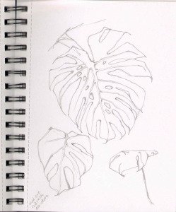 Drawing I did of my monsterra leaf - it took 20 minutes and I used the modified contour drawing technique