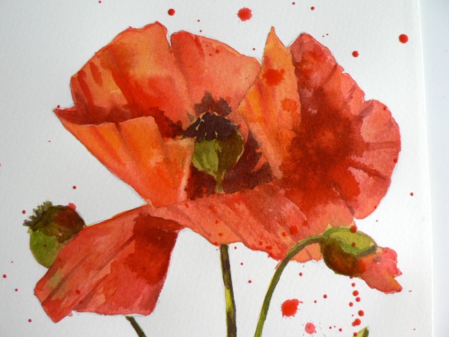Close up of finished poppy in watercolour 7x10 inches