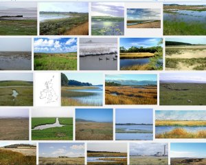 The varied and beautiful faces of salt marshes