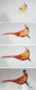 Painting a pheasant in watercolour