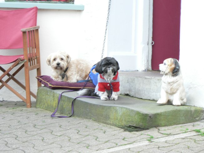 It took me a while to realise that 2 of these cutie patouties are real dogs and one is a statue - can you guess which is which?