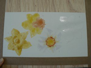 Early washes of Cadmium Lemon and the that same colour with a speck of Winsor Violet in it for a shadow colour on the yellow petals